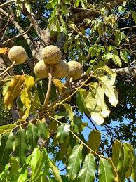 Image result for Khaya anthotheca