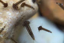 Females of some species deposit their eggs directly to the surface of water, and others carefully affix them to moist zones just at or above the water line on vegetation. Mosquitoes In My Wildlife Garden Pond What Do Mosquitoes Eat What Eats Them Nurturing Nature