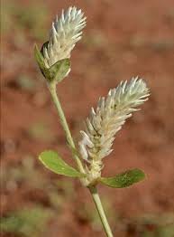 Image result for Gomphrena celosioides