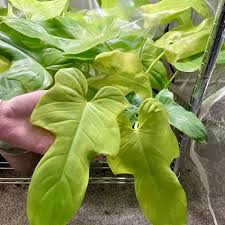 Image result for Ocimum lamiifolium