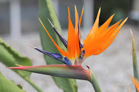 Paradiesvogelblume - Strelitzia reginae - Pflege - Hausgarten.net