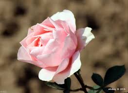 However by the time it arrived, the black was back in stock! Types Of Rose Flower By Color Light Pink Color Roses Photo Trap