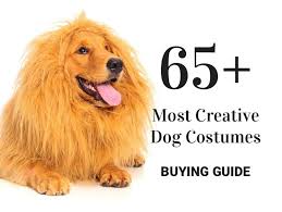 65 Most Creative Dog Costumes Best Halloween Costumes For