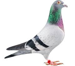 Pin By H R L On Homing Pigeons Racing Pigeons Homing Pigeons Racing Pigeons Pigeon