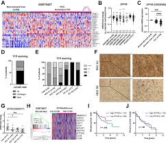Happy national daughter day to my little princess! Tristetraprolin Promotes Hepatic Inflammation And Tumor Initiation But Restrains Cancer Progression To Malignancy Sciencedirect