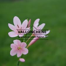 Image result for Hesperantha