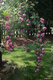 Rosa hybrid busk 'louise odier' co 4,5 ltr. 27 Louise Odier Rose Ideas Rose Rose Fragrance One Rose