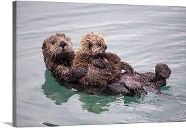 Female Sea Otter Holds Newborn Pup While Floating In Prince William Sound Baby Sea Otters Sea Otter Otters