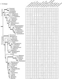 Image result for Antizoma