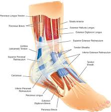 Ankle Injury Diagram Ankle Anatomy Foot Anatomy Human