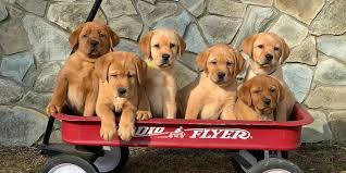 For more details and pictures please follow my facebook page magill's labradors. Worley S Silver Feathers Labradors