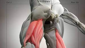 Oktober 2012, salzburg selected abstracts s 20 ff. Hamstringrupturen Deren Behandlung Sportmedizin Ratgeber Laufen