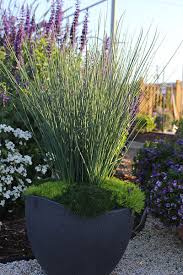 Image result for sanvitalia combine in pots