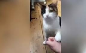 We did not find results for: Esta Gata Sorda Se Comunica Con Sus Duenos Mediante El Lenguaje De Signos Axon Comunicacion Expertos En Soluciones Integrales Y Formacion En Veterinaria