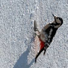 Meisen können mehrmals pro jahr brüten. Ungeladene Gaste Umgang Mit Vogelnestern Am Gebaude Wohnen