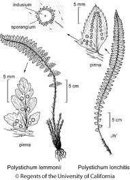 Image result for Polystichum