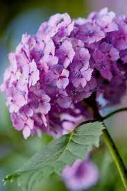 Hydrangea Serrata Common Names Include Mountain Hydrangea And Tea Of Heaven Trees To Plant Hydrangea Serrata Beautiful Flowers