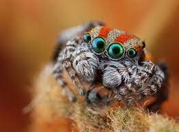 Maratus Volans Jumping Spider Jumping Spider Insects Arachnids Spiders