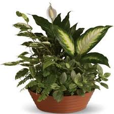 Obituary information for Dennis Alois Wilde