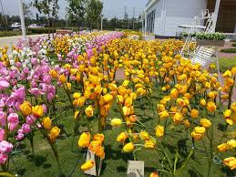 Selain cantik, tanaman hias lili flamingo mampu menjernihkan uap air lho,. Taman Bunga Tulip Led Kini Berada Di Penang Zya Akma