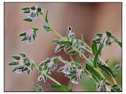 Image result for Trichodesma