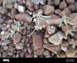 Image result for Hypertelis cerviana