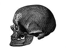 Early European Modern Humans Wikipedia