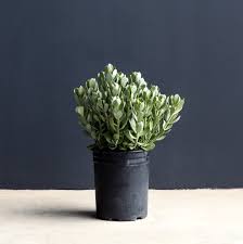 Image result for Senecio propior