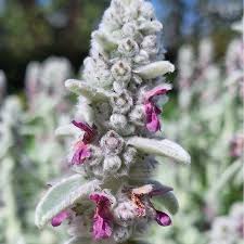 Image result for Maranthes goetzeniana