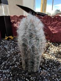 Cacti is 42 years old @ over 17 feet. Cactus And Succulents Forum Old Man Cactus Dying Garden Org