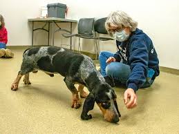 Check spelling or type a new query. Rescued Puppy Mill Dogs Now Being Put Up For Adoption
