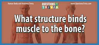 Buzzfeed editor keep up with the latest daily buzz with the buzzfeed daily newsletter! What Structure Binds Muscle To The Bone How To Memorize Things Trivia Questions And Answers Muscle