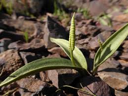 Image result for Ophioglossum polyphyllum