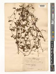 Image result for Merremia emarginata