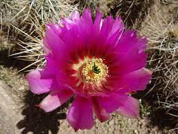 There was universal acknowledgement of our role as a police force in the area….' The Ruby Hedgehog Is A Desert Garden Necessity This Fall
