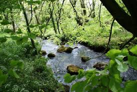 Nature films reduce anxiety in people in early stages of dementia