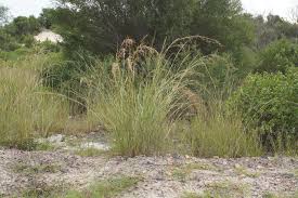 Image result for Hyparrhenia quarrei