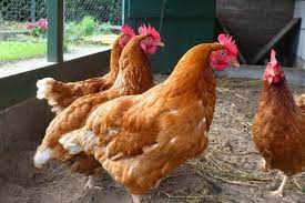 Estrés calórico en las gallinas de postura: impacto y prevención
