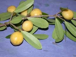 Image result for Elaeodendron