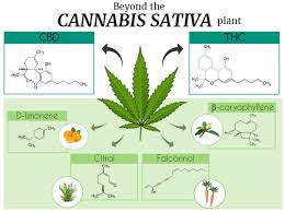 Image result for Cannabis sativa