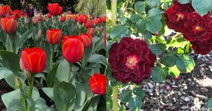 Features smooth leaves and tall spikes of purple and white i have a flower in my garden that has red short fat round closed flower with stem sticking out of it. 56 Most Stunning Red Flowers You Should Know Florgeous