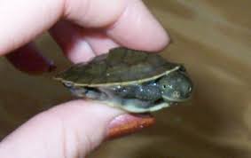 A Beginner's Guide To Keeping Pet Turtles – St. Eutychus