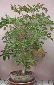 Image result for Cussonia corbisieri