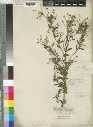 Image result for Pseudoconyza viscosa