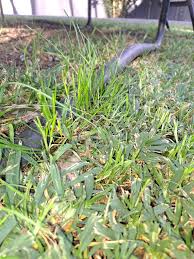 Image result for Lotononis bainesii