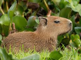 Pin By Ovidiu Drobotă On Allatok Capybara Animals Interesting Animals