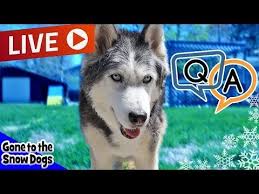 Live With The Huskies Of Gone To The Snow Dogs Q A Ama Https Www Youtube Com Watch V Zxphawu3dia Utm Source Contentstudio Utm Medi Snow Dogs Dogs Rescue Dogs