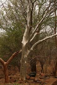 Image result for Gyrocarpus