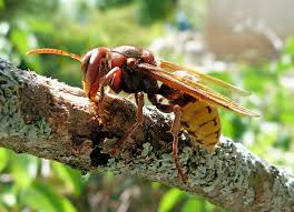 Le frelon asiatique construit son nid dans les arbres, les bâtiments ouvert, creux dans un mur, roncier, haie, etc. Le Frelon Europeen Une Sorte De Guepe