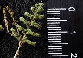 Image result for Anemiaceae